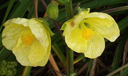 FLOWERING MAPLE Giant Mix ABUTILON seeds ANNUAL