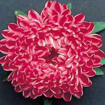 Gorgeous RED RIBBON Annual ASTER SEEDS