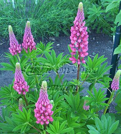 GORGEOUS SPIKES of LUPINS Seeds - Color ROSE Only Perennial