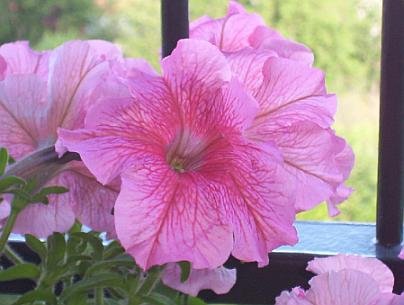 GREAT FOR HANGING BASKETS Petunia ANNUAL Mixed SEEDS