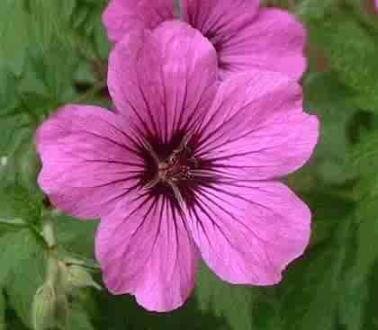 0007 - HARDY GERANIUM Psilostemon Seeds - Florescent Pink Perennial