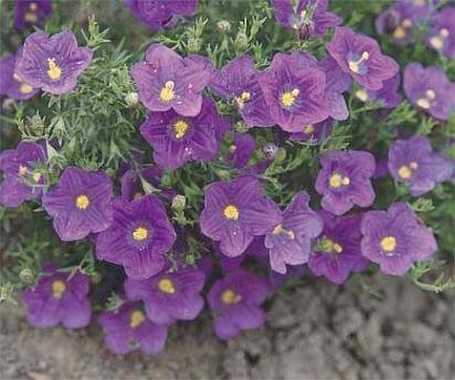 HEAT LOVING DENSELY COVERED Purple Robe ANNUAL Seeds