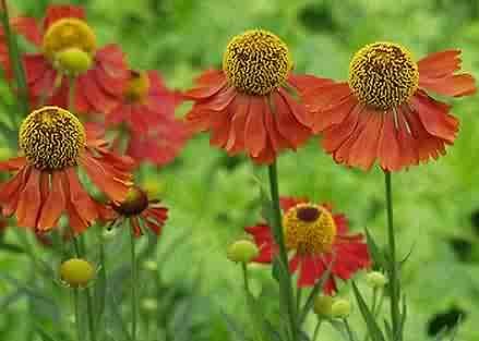 2557 - HELENS FLOWER Fabulous colors ... Perennial SEEDS