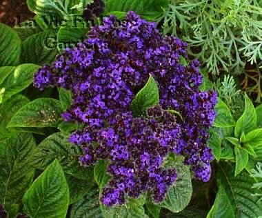 Heliotrope EXOTIC INDOORS OR OUTDOORS Marine Seeds ANNUAL