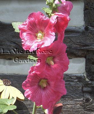 Historic HOLLYHOCK 'Margaret' Beautiful Biennial SEEDS