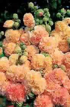 HOLLYHOCK Beautiful PEACHES & DREAMS Biennial SEEDS
