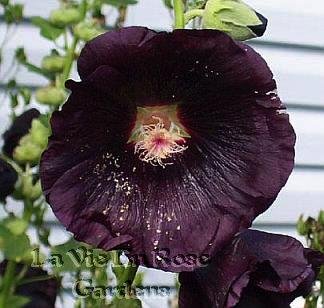 HOLLYHOCK MIDNIGHT Beautiful Heirloom Biennial Seeds