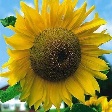 HUGE 'Early Russian' SUNFLOWER Annual SEEDS