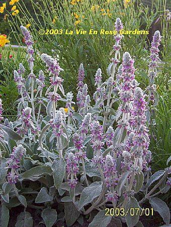 0058 - LAMBS EARS Great Contrast in Garden... Perennial SEEDS