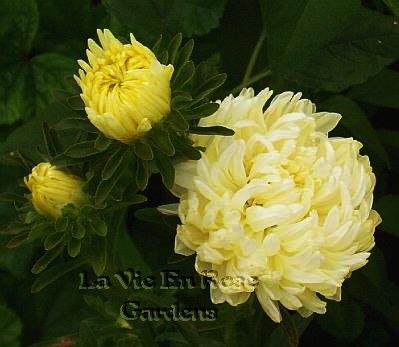 LEMON SHERBERT Annual Aster OUTSTANDING Seeds