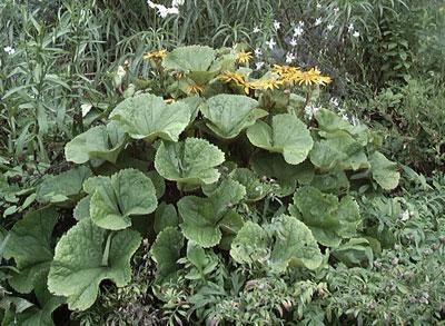 LIGULARIA Othello ... STUNNING for shade PERENNIAL seeds