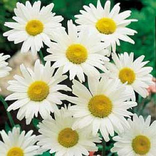 LITTLE MISS MUFFET DAISY Perennial RARE seed