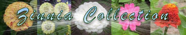 0120 - FABULOUS Seeds COLLECTION 5 ZINNIA varieties SAVE OVER 40%