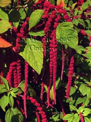 MAGNIFICENT PENDANT BLOOMS Love Lies Bleeding Seeds ANNUAL
