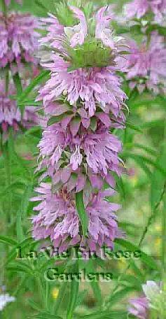 Make Lemon Mint Tea MONARDA LAMBADA Annual SEEDS