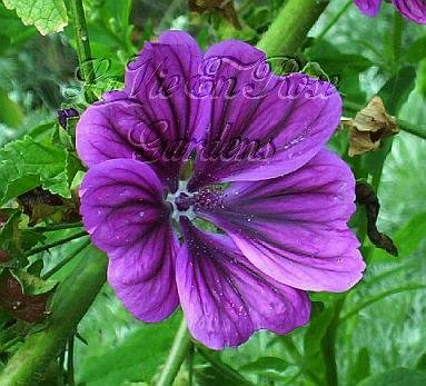 MALVA Mauritiana seeds Absolutely STUNNING Re-Seeds
