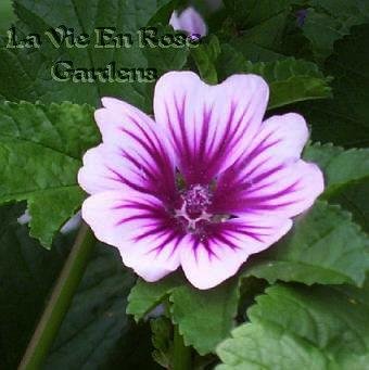 MALVA ZEBRINA Absolutely Stunning SEEDS Annual Re-seeds