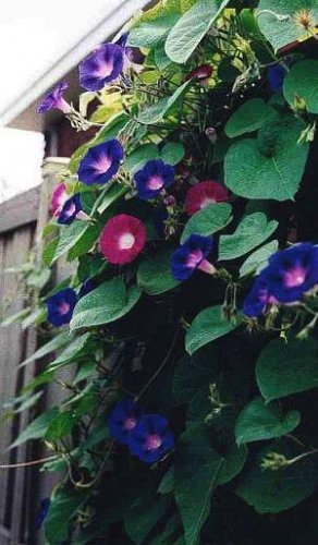 MORNING GLORY Rise-And-Shine MIX Seeds Vine Stunning