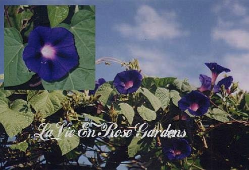 MORNING GLORY Star of Yelta ~ DAZZLING ~ Vine
