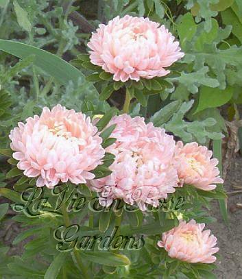 OUTSTANDING Annual Aster ORANGE SHERBERT Seeds