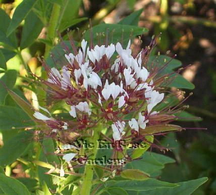 Outstanding Performer ANNUAL Cleome SOLO Seeds