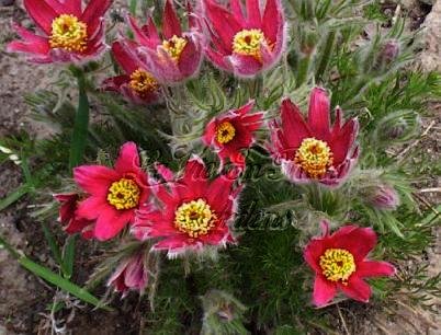 PASQUE Flower Seeds SPECTACULAR Spring Show PERENNIAL