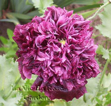 PEONY Antique Black POPPY Papaver SEEDS Annual
