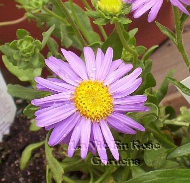 1455 - PERENNIAL Aster Stunning GOLIATH Seeds