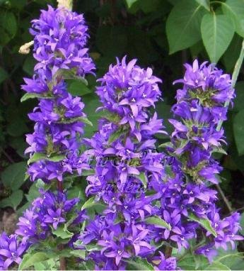 Perennial CLUSTERED BELLFLOWER Marine Seeds