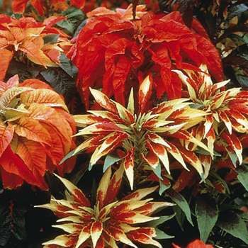 POINSETTIAS IN JULY Tricolor AMARANTHUS Annual SEEDS