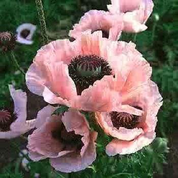 1619 - POPPY Coral Reef Perennial Papaver SEEDS Exquisite