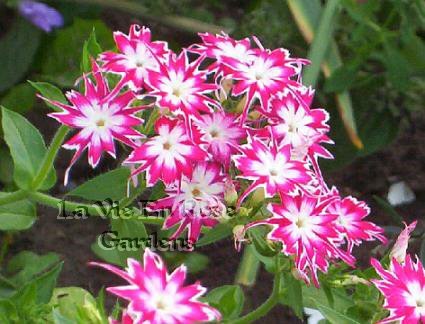 Prolific Flowering Favorite PHLOX Twinkle Star Seeds ANNUAL