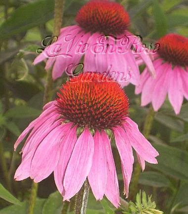 1986 - PURPLE CONEFLOWER Tall Beautiful PERENNIAL seeds