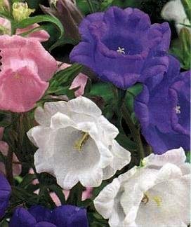 SPECIAL - QUAINT AND ADORABLE Cup and Saucer Campanula Seeds BIENNIAL