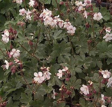 RARE VARIETY Hardy Geranium INGWERSEN'S Perennial Seeds