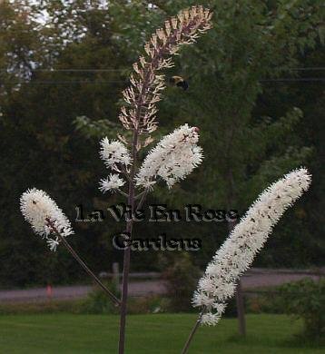 2611 - Red Snakeroot CIMICIFUGA racemosa SEEDS Perennial