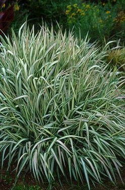 REED CANARY Tall Ornamental Grass ANNUAL Seeds
