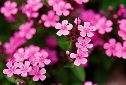 Rock Garden HELLAS ROSE Trailing Beauty Annual SEEDS