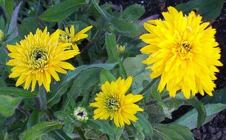 RUDBECKIA Aslan shaggy lions mane look ANNUAL Seeds
