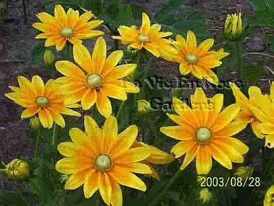 Rudbeckia PRAIRIE SUN with green eyes ... ANNUAL seeds