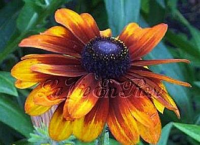 Rudbeckia Seeds CAPPUCCINO Very Limited and Rare Annual