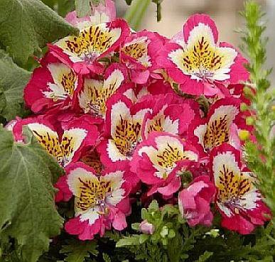 Schizanthus POOR MAN'S ORCHID Annual SEEDS