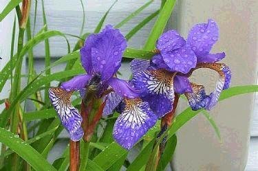SIBERIAN IRIS Seeds Wonderful flower and foliage PERENNIAL