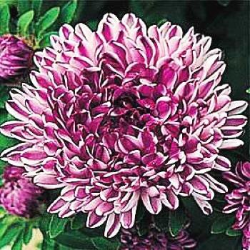SPECTACULAR Aster BLUE RIBBON Annual SEEDS