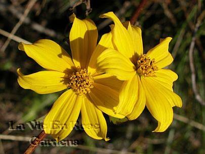 Spectacular Cascading BIDENS Golden Eye ANNUAL seeds