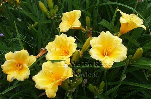 0062 - STELLA D'ORO Day Lily REBLOOMER Perennial SEEDS