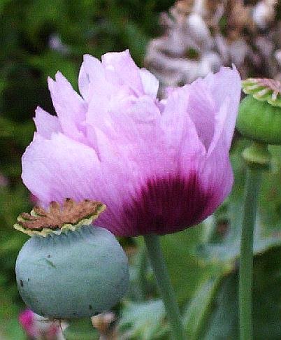 STUNNING Annual IMPERIAL QUEEN Poppy Papaver Seeds