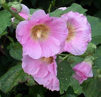 STUNNING Heirloom HOLLYHOCK 'Blushing Bride' Seeds Biennial