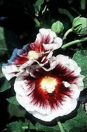 STUNNING Hollyhock Creme de Chassis Seeds Biennial
