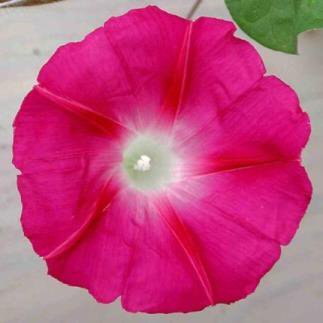 Stunning MORNING GLORY "Scarlet O'Hara" Vine SEEDS